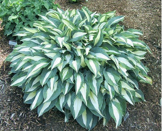 Hosta Pin-Up (8010)